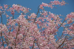 「桜」　２０２０　　名古屋　東山植物園