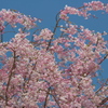 「桜」　２０２０　　名古屋　東山植物園