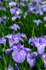 「菖蒲」　2020　　岡崎東公園