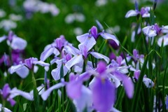 「菖蒲」　2020　　岡崎東公園