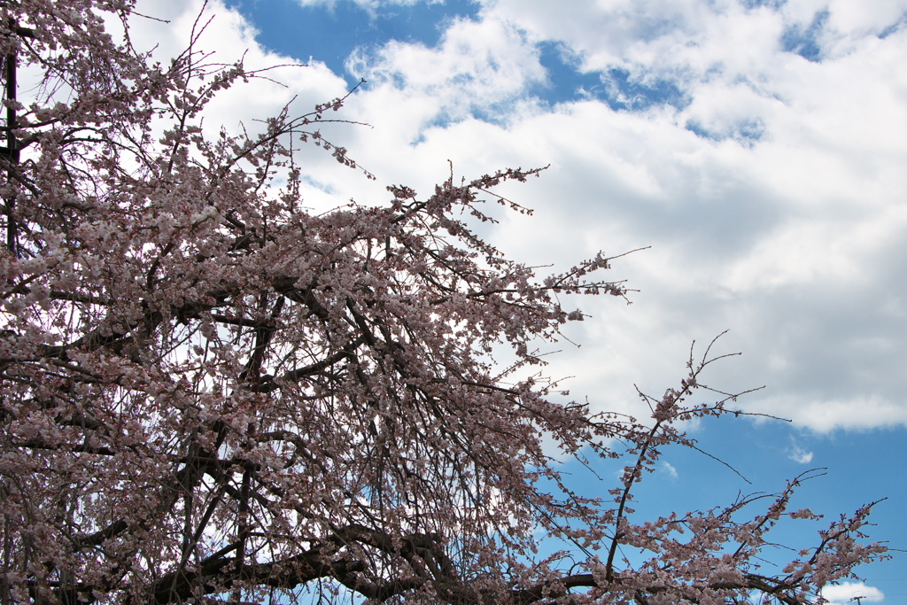 「しだれ桜」　２０２０　　豊田　行福寺