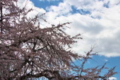 「しだれ桜」　２０２０　　豊田　行福寺