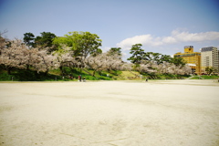 「　桜　」　２０２０　　岡崎公園