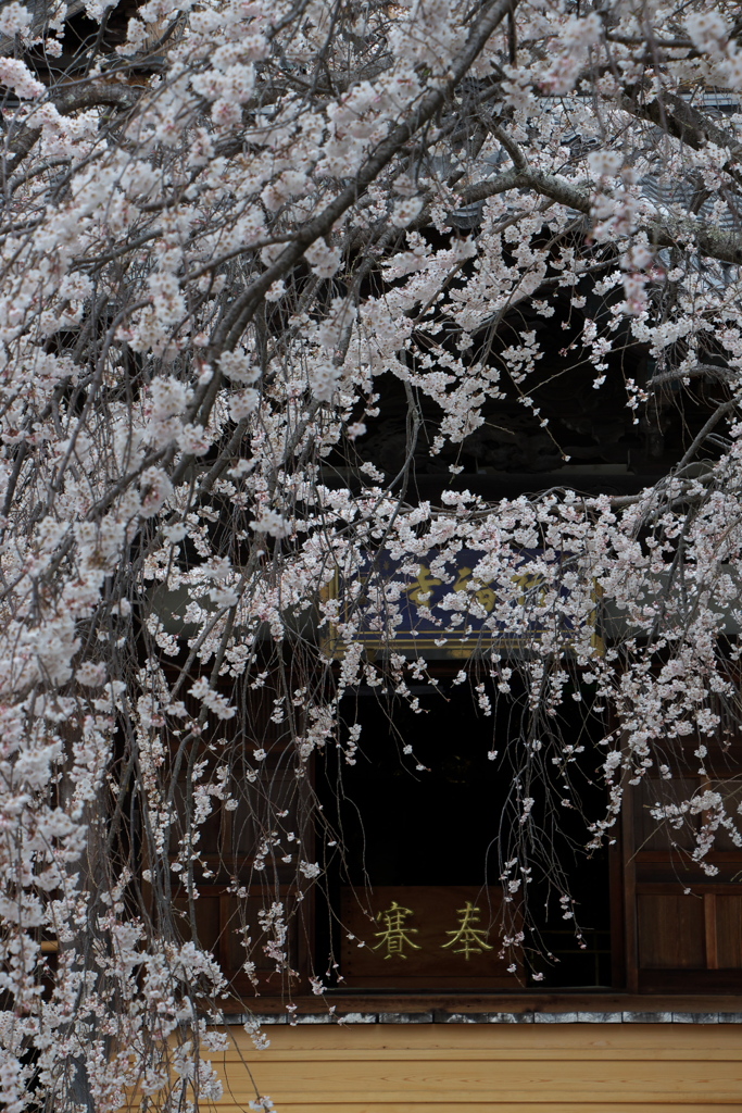 「しだれ桜」　２０２０　　豊田　行福寺