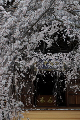「しだれ桜」　２０２０　　豊田　行福寺