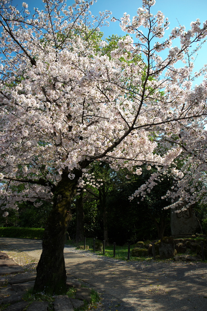 「　桜　」　２０２０　　岡崎公園