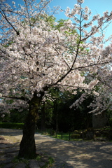 「　桜　」　２０２０　　岡崎公園