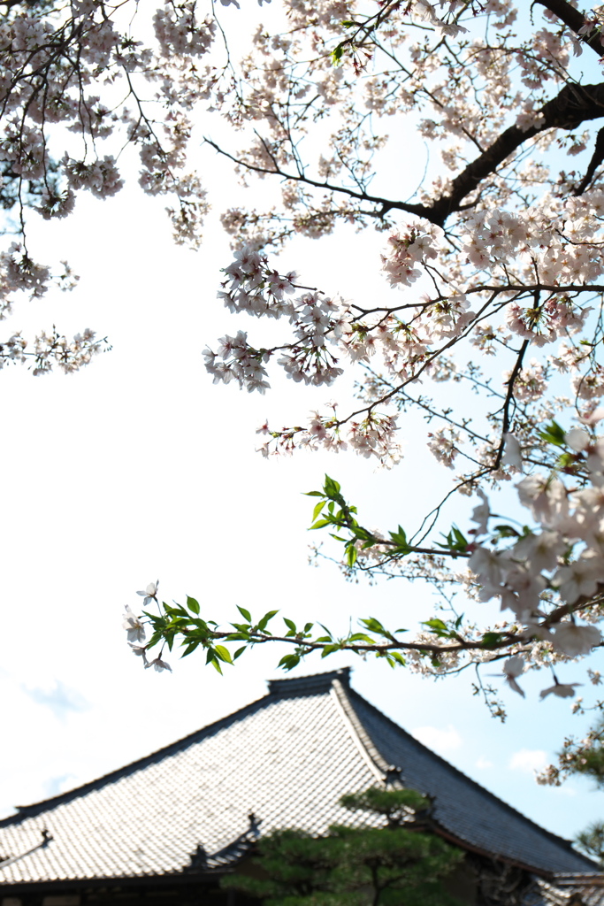 「　桜　」　２０２０　　岡崎公園界隈