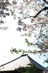 「　桜　」　２０２０　　岡崎公園界隈