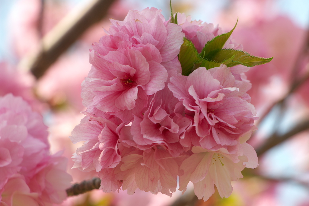 「桜」　２０２０　　名古屋　東山植物園