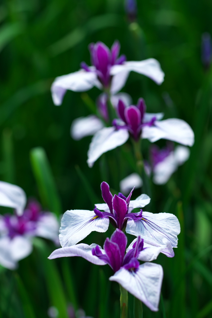 「菖蒲」　2020　　岡崎東公園