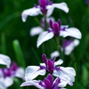 「菖蒲」　2020　　岡崎東公園