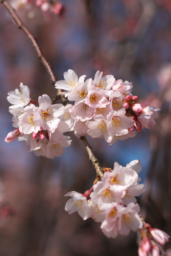 豊田　行福寺　　「しだれ桜」　　　２０２０