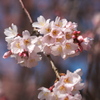 「しだれ桜」　２０２０　　豊田　行福寺