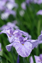 「菖蒲」　2020　　岡崎東公園