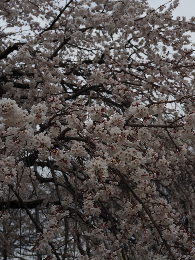 「桜」　２０２３　　豊田　行福寺