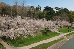 「　桜　」　２０２０　　岡崎公園