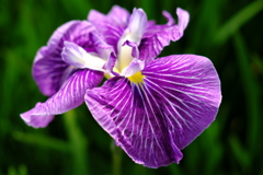 「菖蒲」　2020　　岡崎東公園