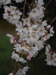 豊田　行福寺　「桜」　２０２３