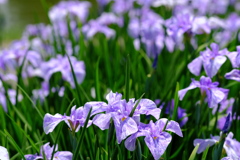 「菖蒲」　2020　　岡崎東公園