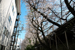 「　桜　」　２０２０　　岡崎公園界隈