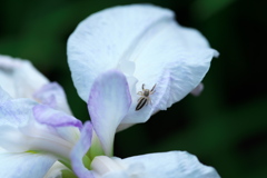 「菖蒲」　2020　　岡崎東公園