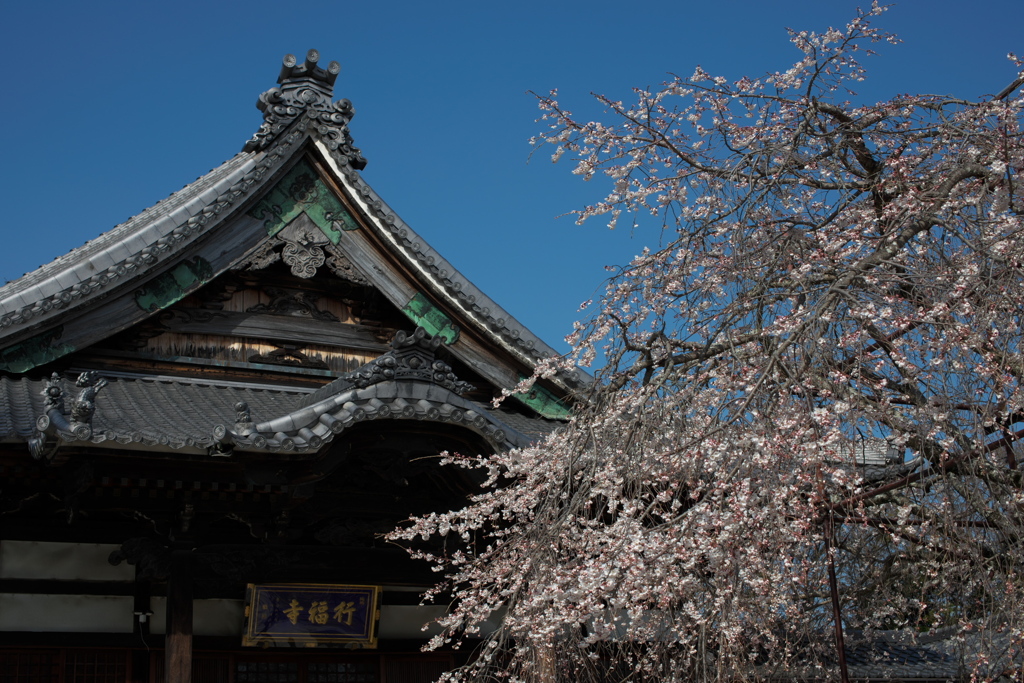 「しだれ桜」　２０２０　　豊田　行福寺