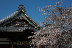 「しだれ桜」　２０２０　　豊田　行福寺