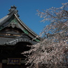 「しだれ桜」　２０２０　　豊田　行福寺