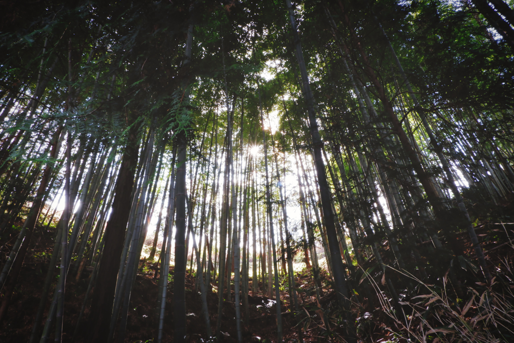 竹林