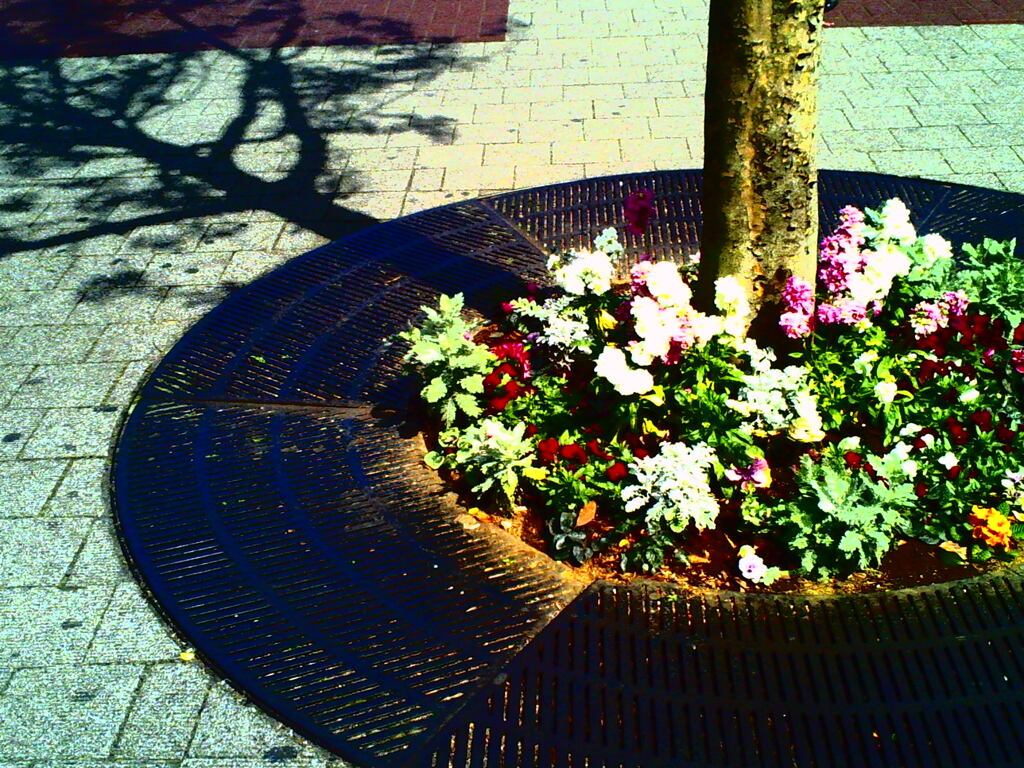 街の花