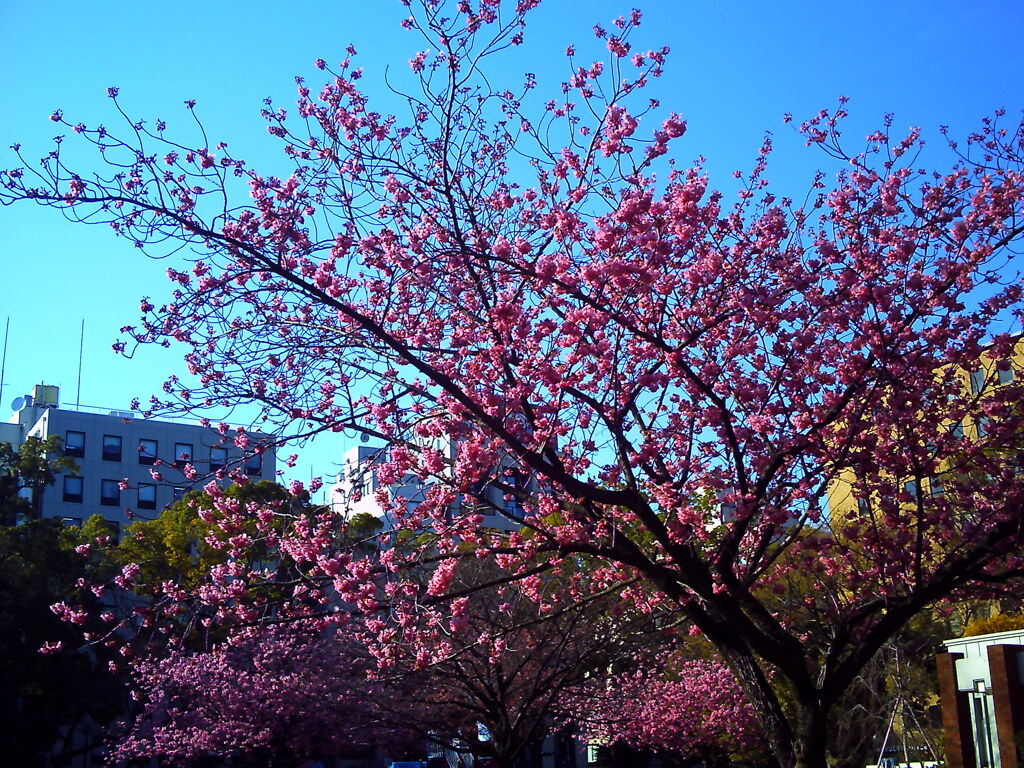 桜と青空