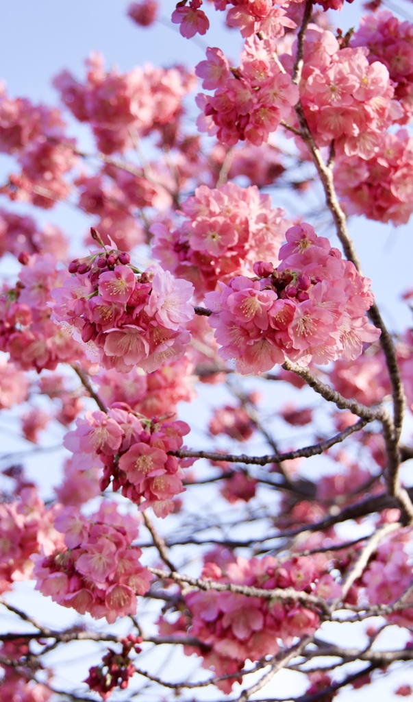桜満開