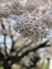 散歩