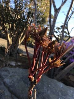  牡丹の新芽