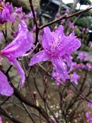 雨上がりのツツジ