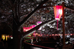 去年の目黒川、桜