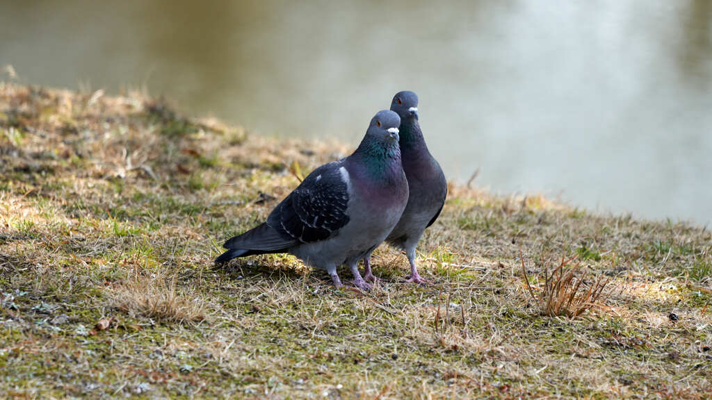鳩