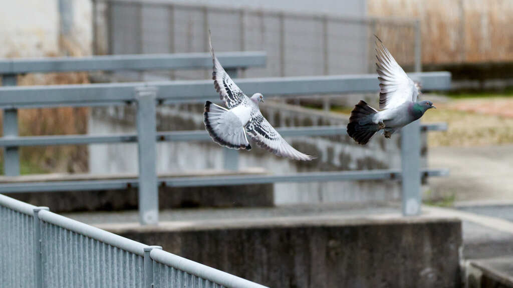 鳩