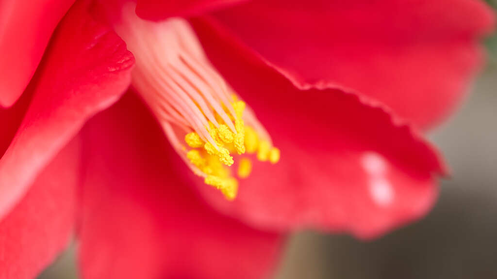 見てるだけで花粉症になりそう・・