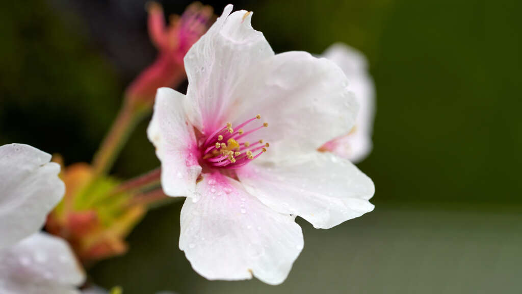 桜