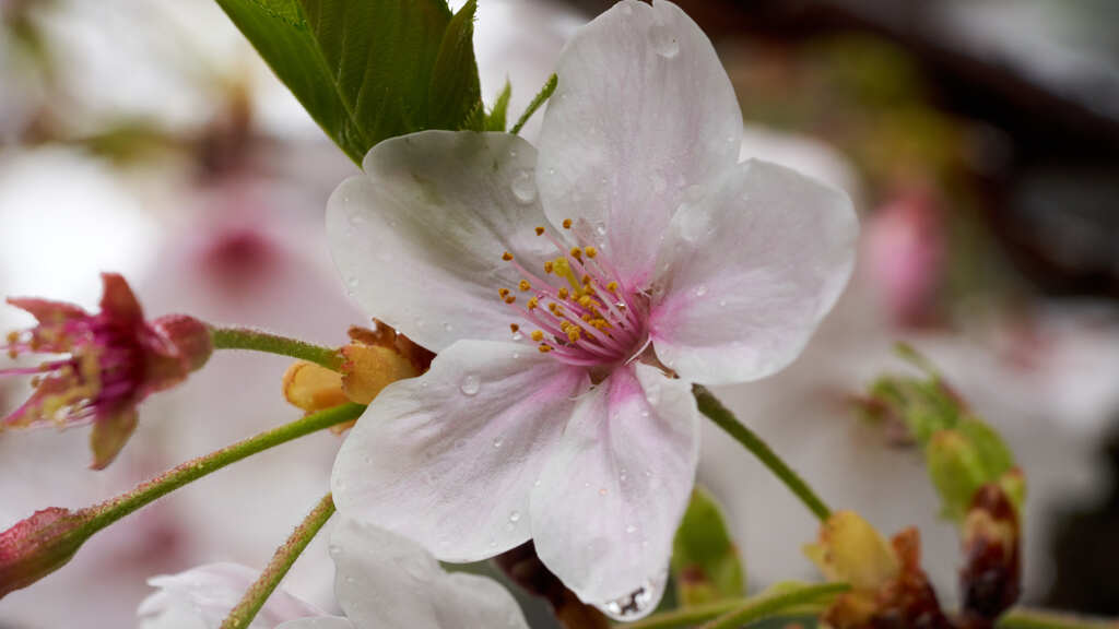 桜
