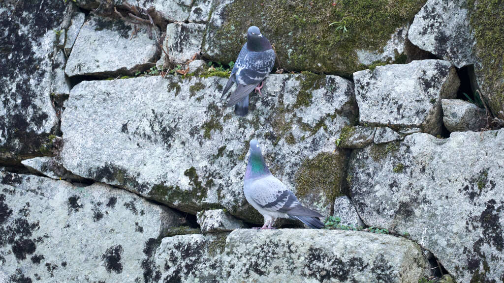 鳩