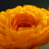 朝露の花