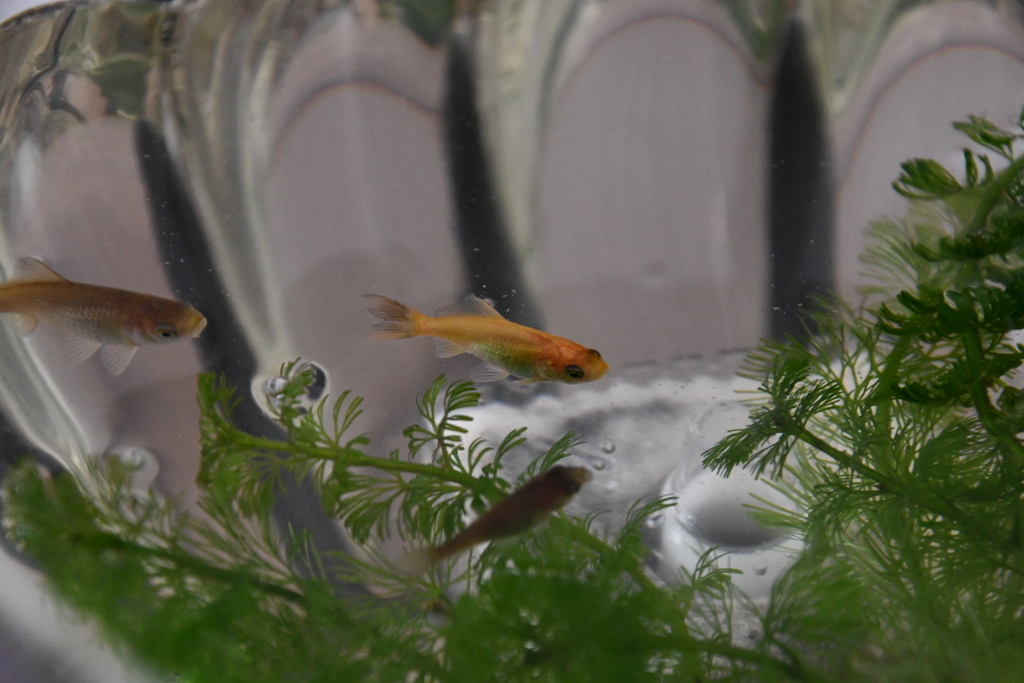金魚 稚魚