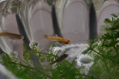 金魚 稚魚