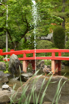 亀とカモと噴水と