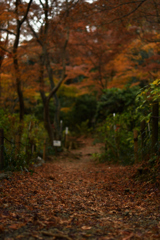 高幡不動尊 落葉