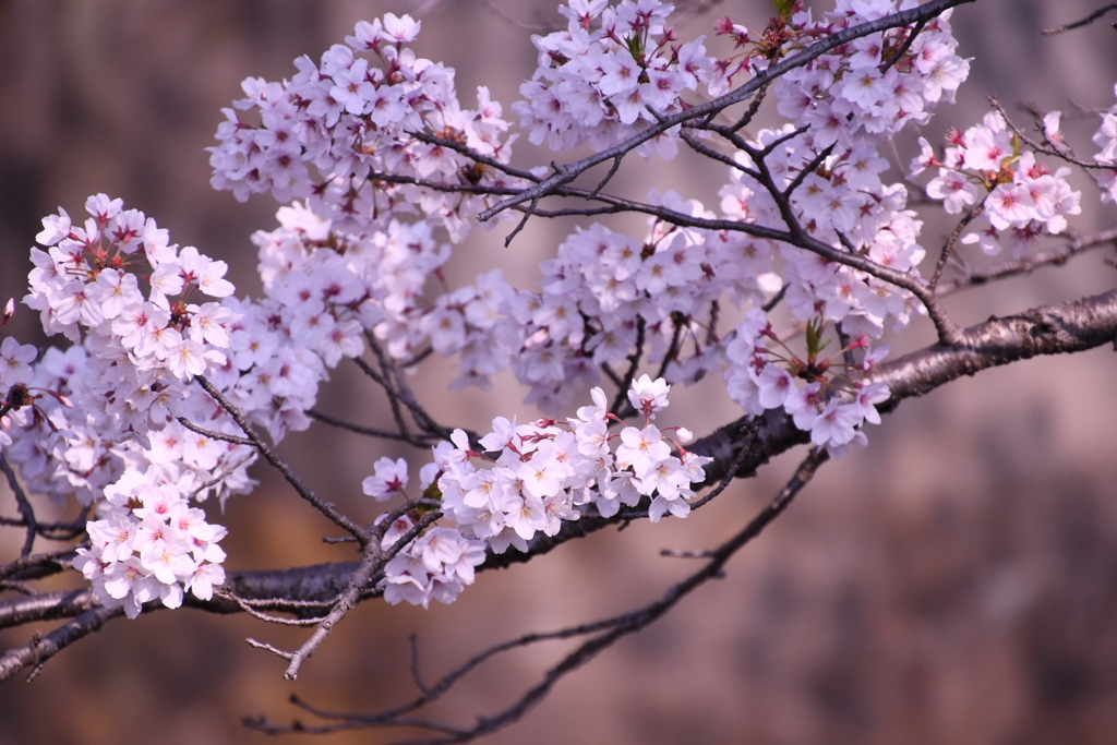 昭和記念公園付近の桜