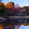 六義園　紅葉